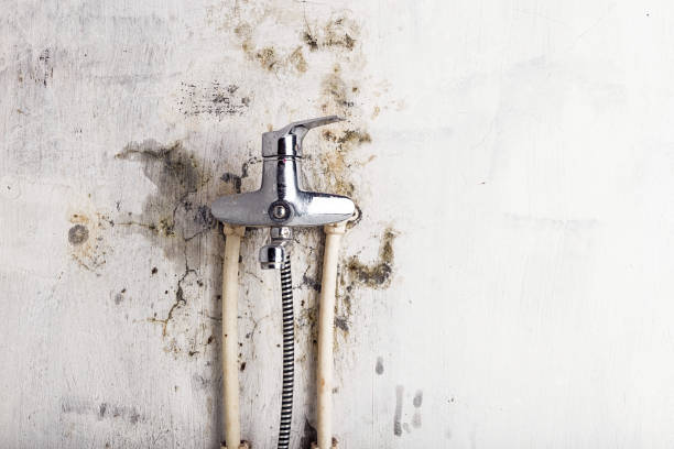 Best Emergency Mold Removal  in Perryville, MD