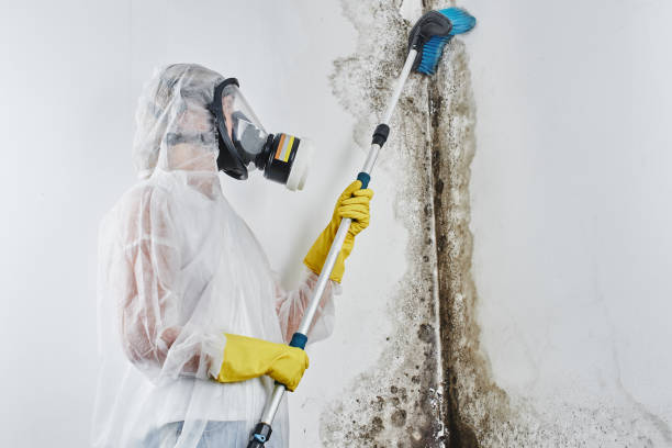 Professional Mold Removal in Perryville, MD