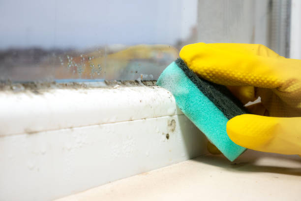 Best Residential Mold Removal  in Perryville, MD