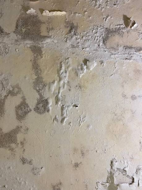 Best Mold Remediation  in Perryville, MD