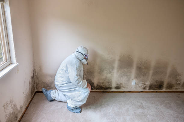 Best Commercial Mold Removal  in Perryville, MD