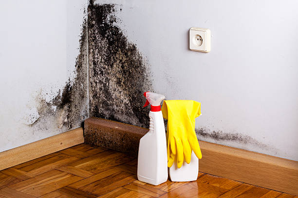 Best Commercial Mold Removal  in Perryville, MD