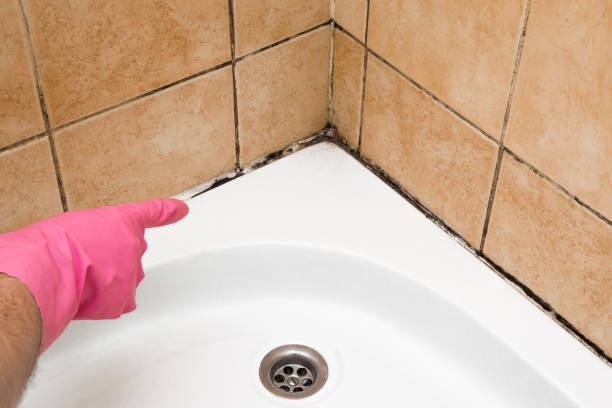 Best Mold Testing  in Perryville, MD